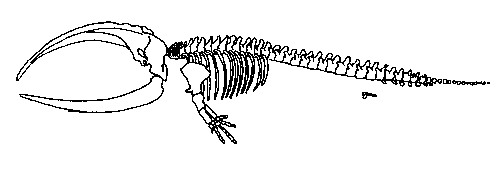 skeleton rightwhale