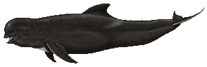 short-finned pilot whale