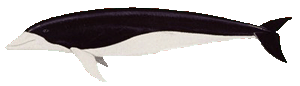 southern-right whale dolphin