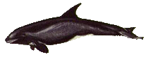 pigmy killer whale