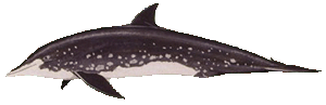 rough-toothed dolphin